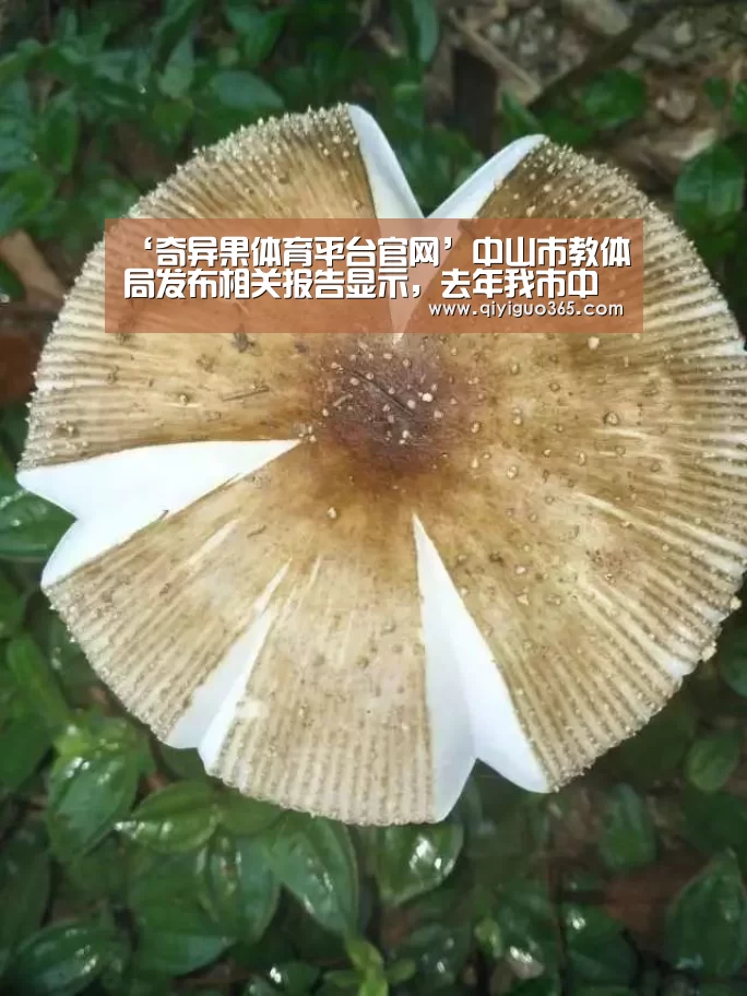 奇异果体育平台直播